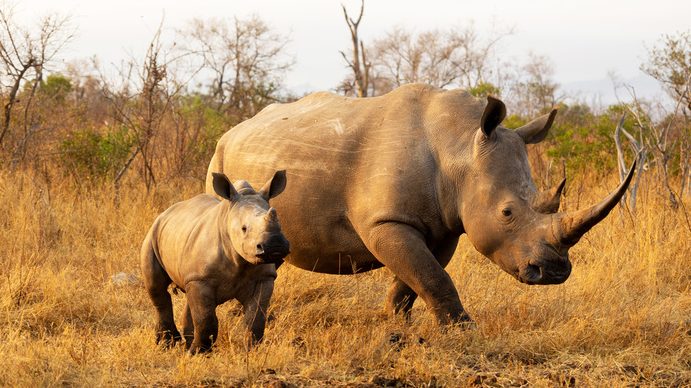 BRhinos Gallery 1 brhinos gallery